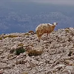 Milena * Barbat na Rabu